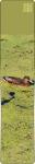 M1014-21 Duck
