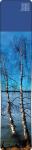 M1014-29 Birches