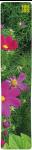 M1014-99 Garden cosmos